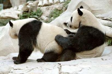 http://www.gabrielserafini.com/images/blog/pandas.jpg