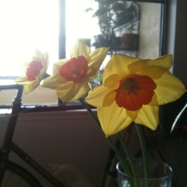 3 flowers from the balcony garden