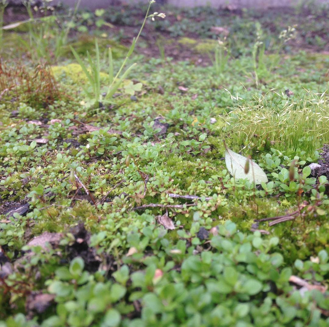A little piece of spring for you