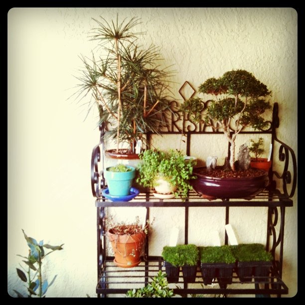 Balcony garden w/ new Irish moss micro lawn