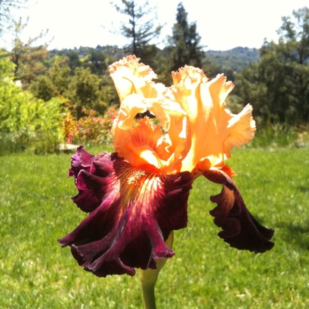 Beautiful iris