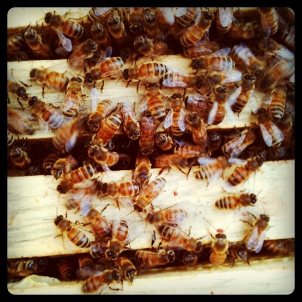 Bees!