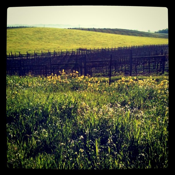 Bike ride in Napa 70F