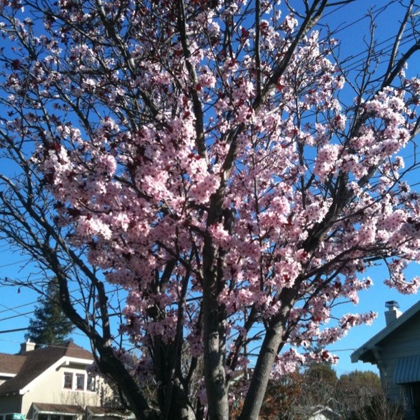 Blossoms!