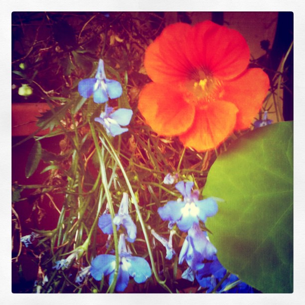 First nasturtium blossom yummy :)