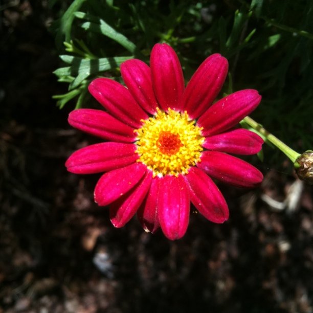 Flower