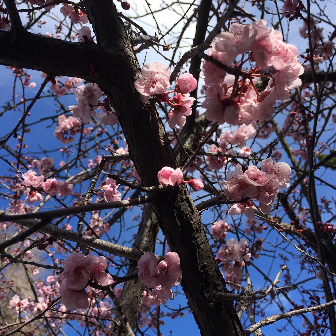 Happy springtime!  Cherry or plum blossoms?