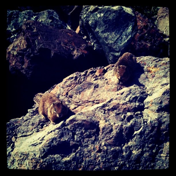 Here squirrel squirrel