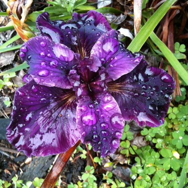 Iris