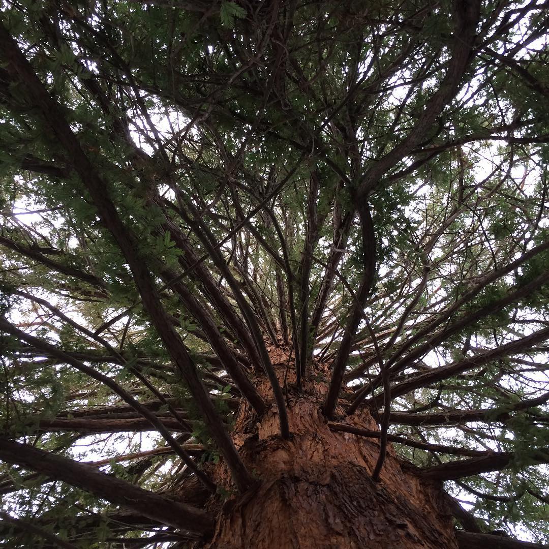 It's a chilly day in Redwood City