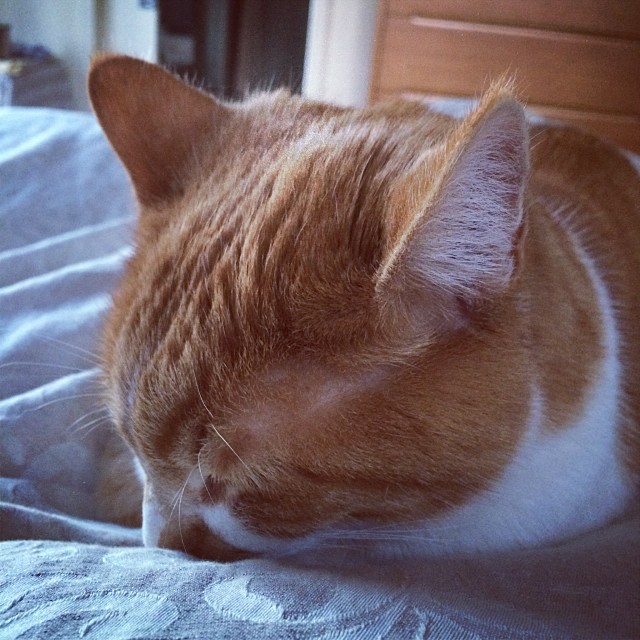 Jack the purring cat