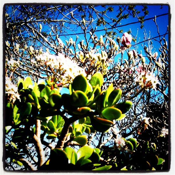 January in Oakland