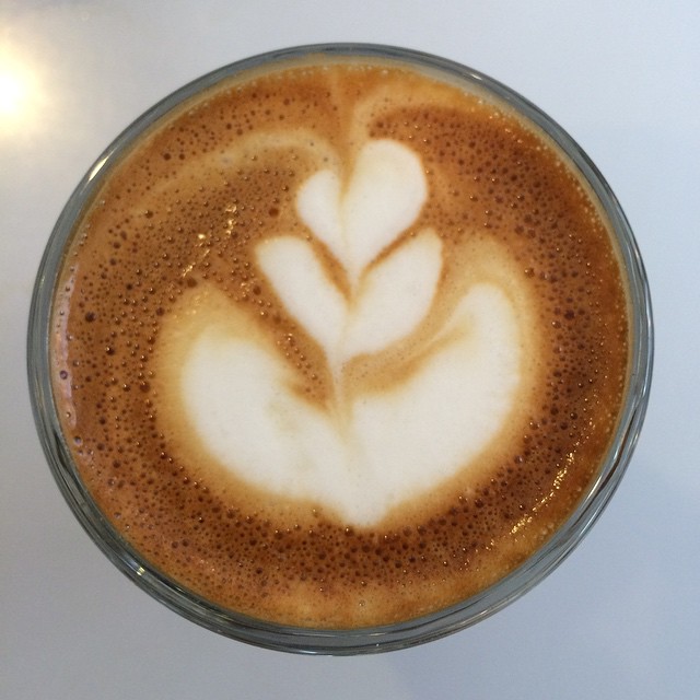 Jellyfish swims upside down @moderncoffee