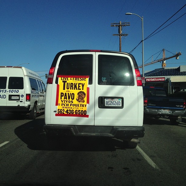 Live turkeys for sale?!?