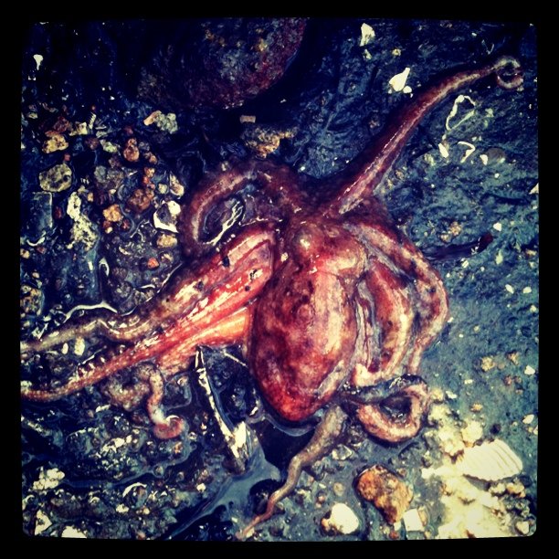 Octopus