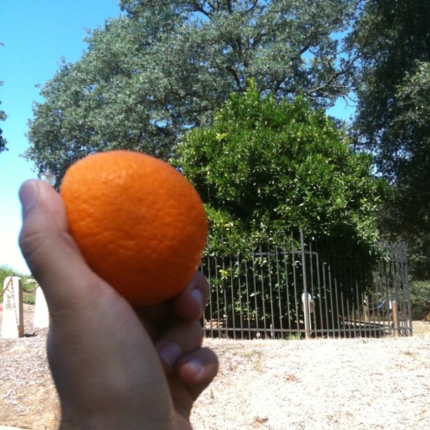 Orange from the Mother Orang Tree - oldest orange tree in California