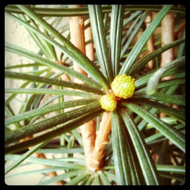 Pine tree buds