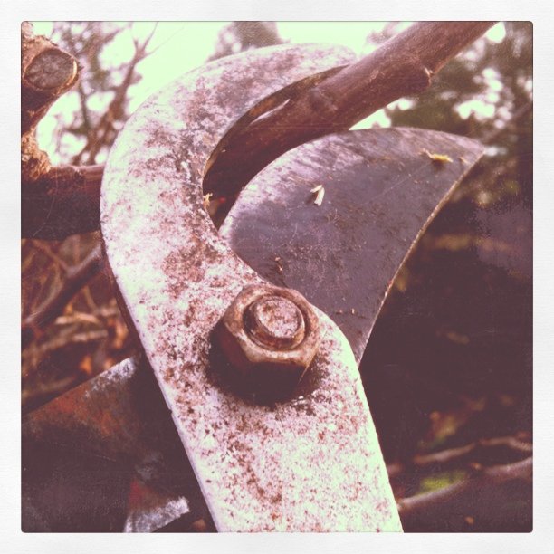 Pruning