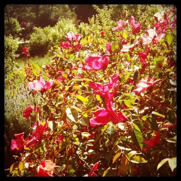 Roses