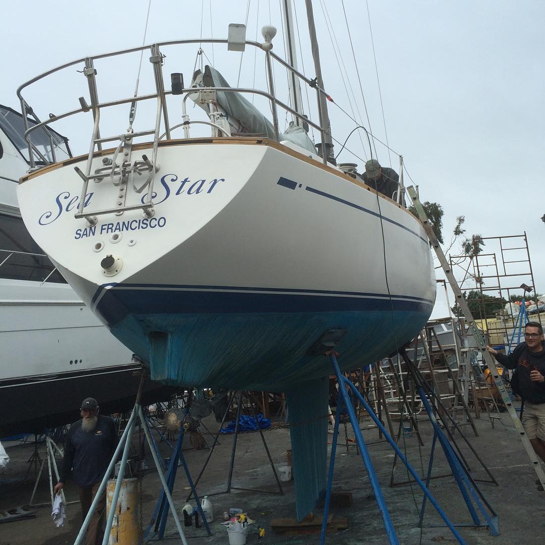 Sea Star