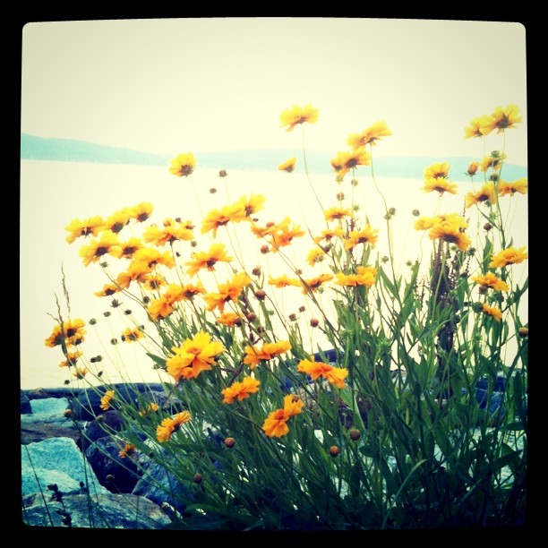 Sunset flowers