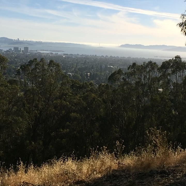 We found the secret tree swing!